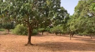 Champ de 1,5 hectare à vendre à Yène 🌱